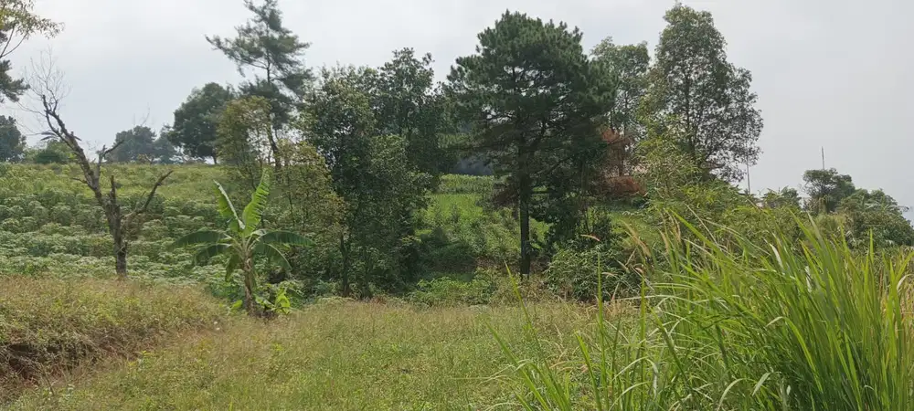 DIJUAL TANAH DIKAWASAN PEGUNUNGAN DI CIJULANG COCOK BANGUN VILLA