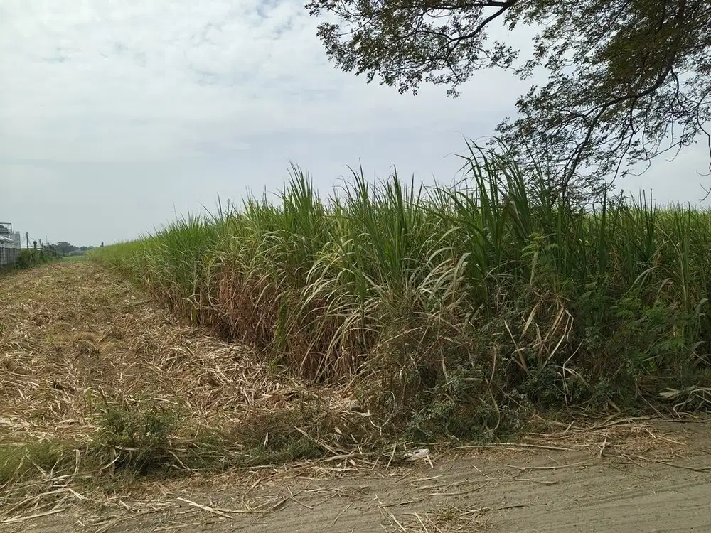 Tanah Industri Murah di Jombang