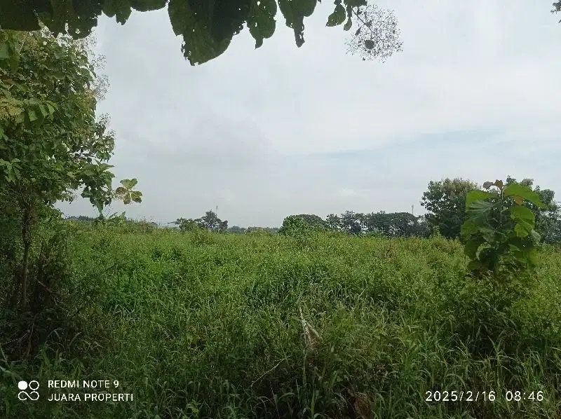 TANAH PERTANIAN WONOSARI KLATEN MURAH