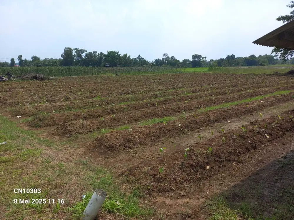 Jual tanah murah Klapanunggal