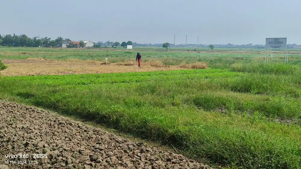 Dijual Tanah Pesawahan Luas di Kedung Pengawas, Babelan, Bekasi