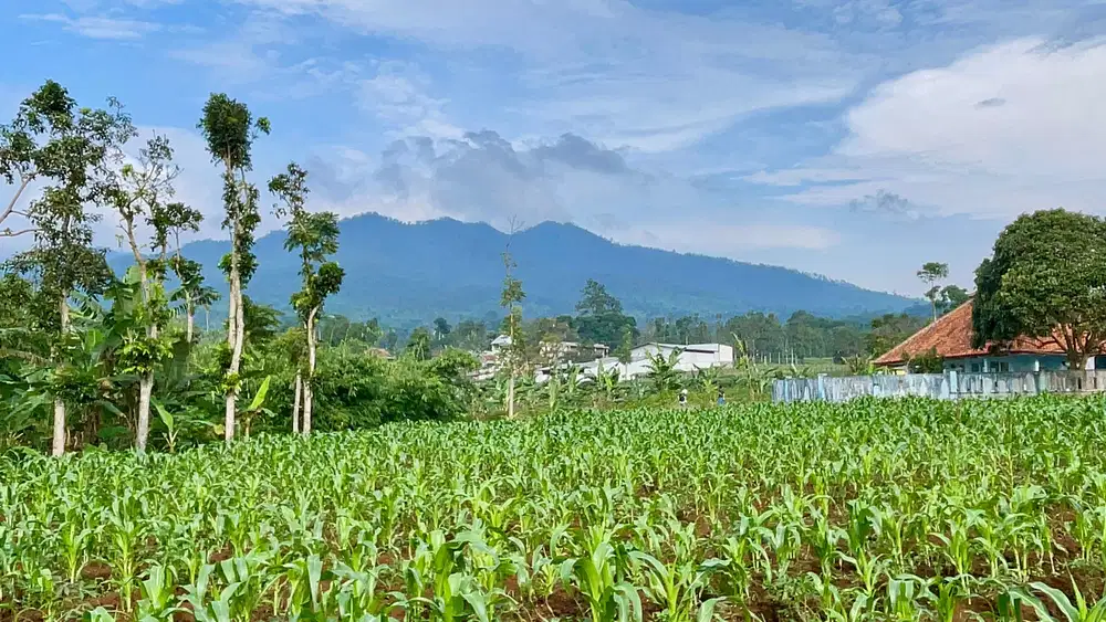 Tanah 4060 m2 Udara Dingin di Cilembu Pamulihan Sumedang Dijual Murah