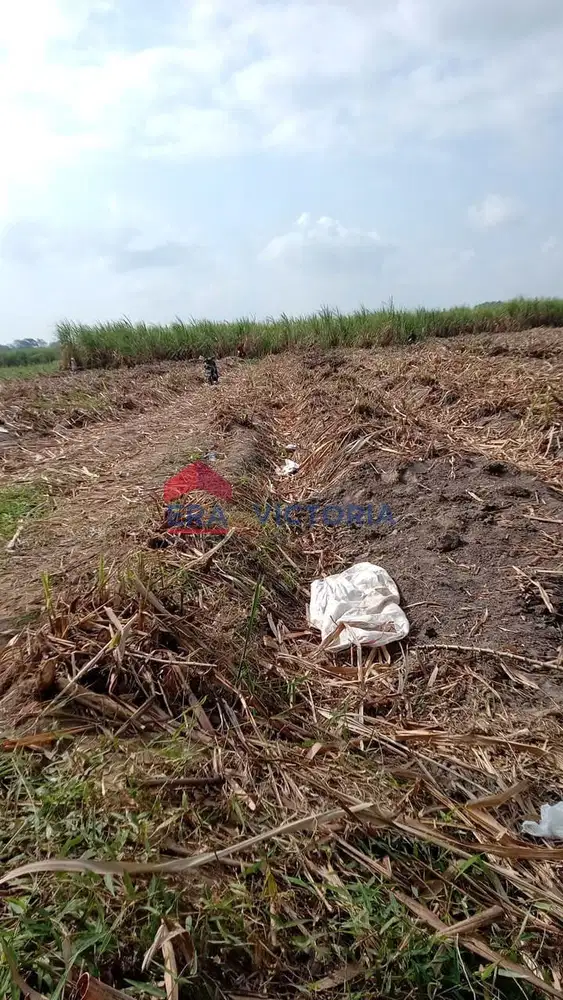 Tanah Sawah Jual di Kras Kab Kediri Cocok Untuk Pertanian