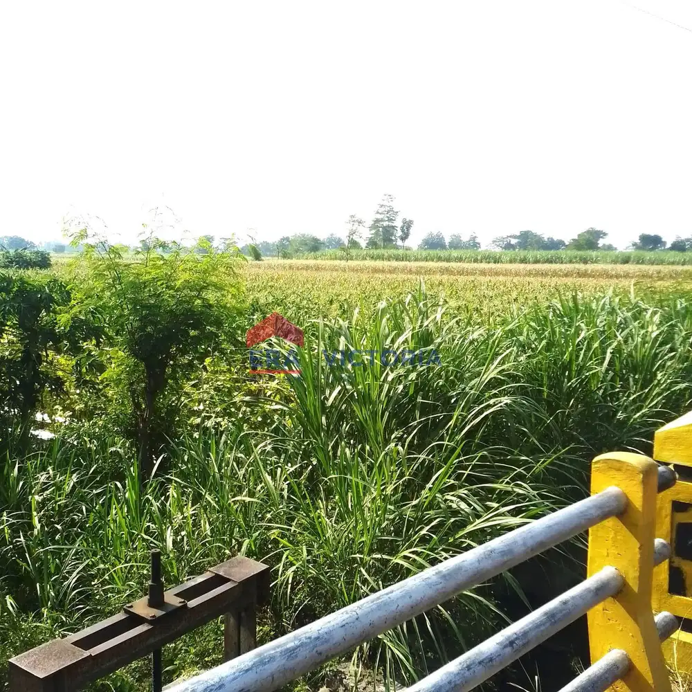 DIJUAL Tanah Jl Utama Pagu Kediri 10 Menit Ke RS Aura Syifa &amp; Pemkab