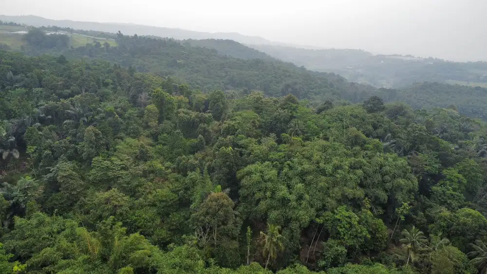 Dijual Murah Tanah 3,7 ha Kebun Durian Cengkeh Kiarapedes Purwakarta