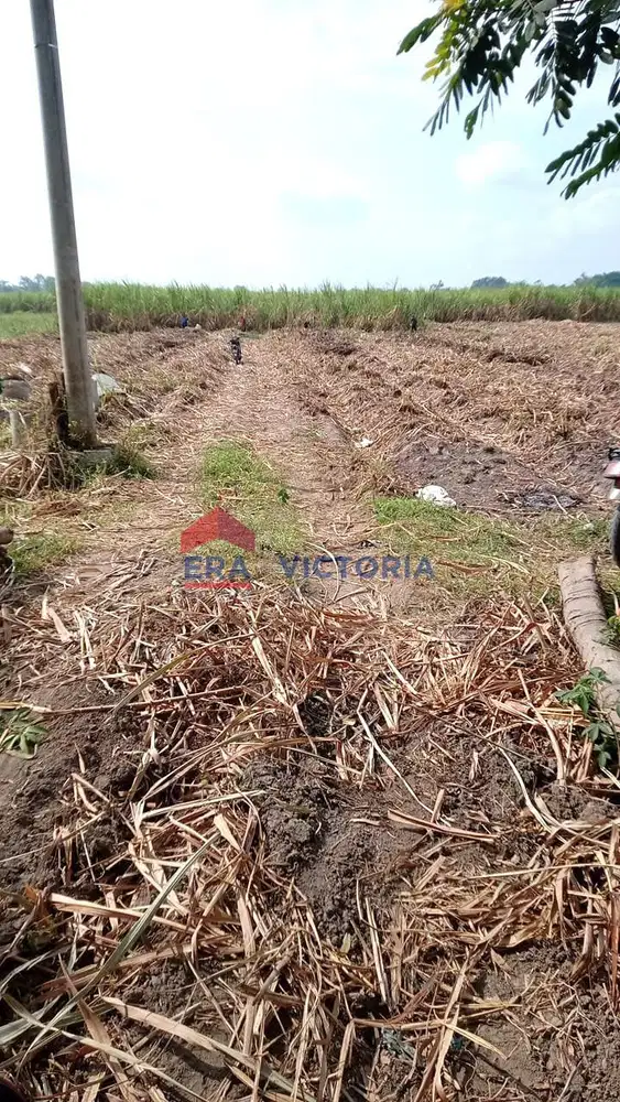 Tanah Sawah 6300 m2 Cocok Untuk Pertanian Jalan Nasional Kras Kediri