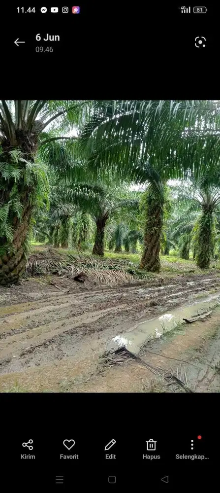 TANAH PERKEBUNAN SAWIT LUAS 162HA DIJUAL MURAH LEGALITAS SHM