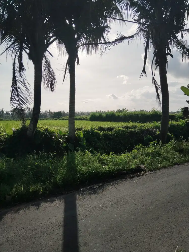 Dijual tanah sawah pinggir jln aspal dan dekat by pas mantra kramas