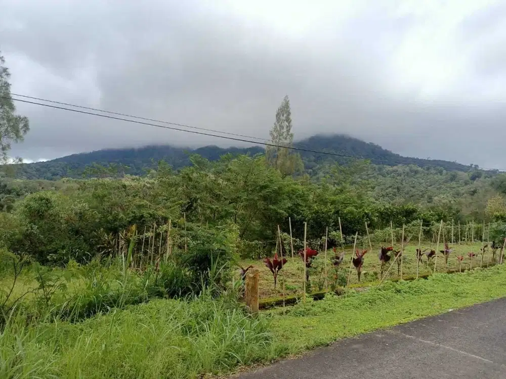 Dijual Tanah BUC Pinggir Jalan Utama Kintamani Barat