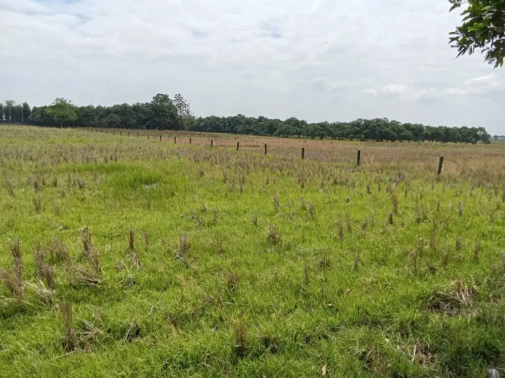 D1 Jual Tanah Zona Industri Di Cibogo Subang Jawa Barat