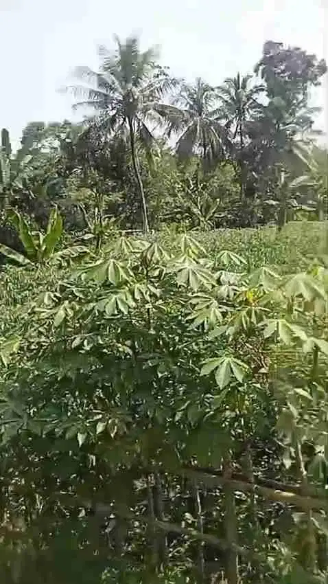 jual tanah murah LT 2875m², shm,  nempel jln desa