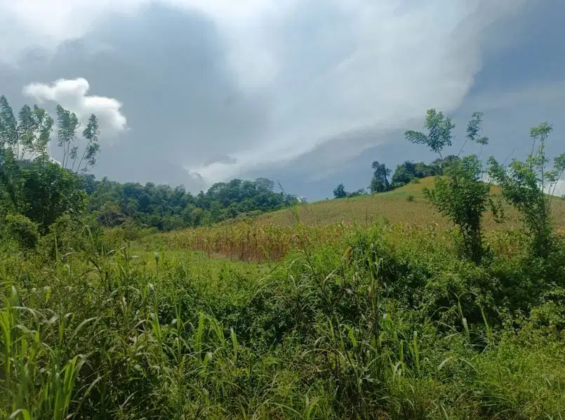 Dijual Tanah 2 Hektar Seharga 300 jt di Lolak - Sulawesi Utara