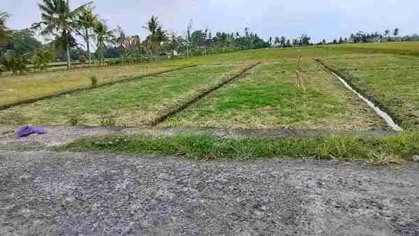 DI JUAL TANAH murah KELATING kerambitan Tabanan
