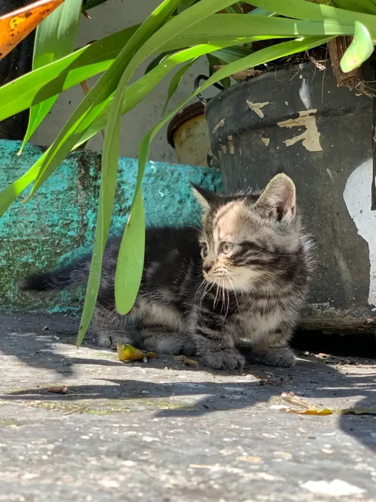 kitten Munchkin BSH Kucing pendek marble