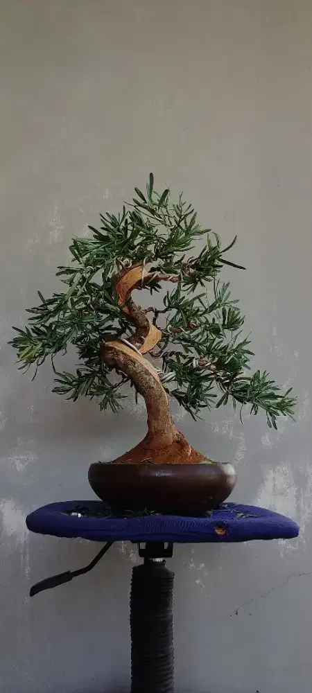 Bonsai lohansung blue ice