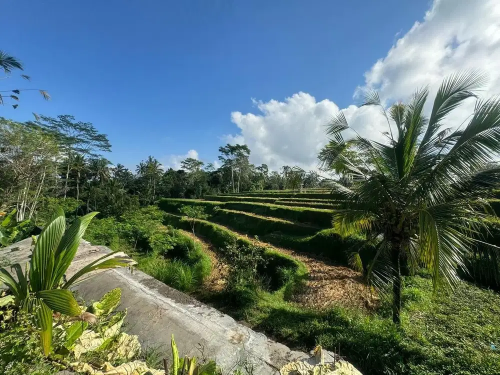 Tanah View Sawah Tegallalang Ubud Gianyar Bali