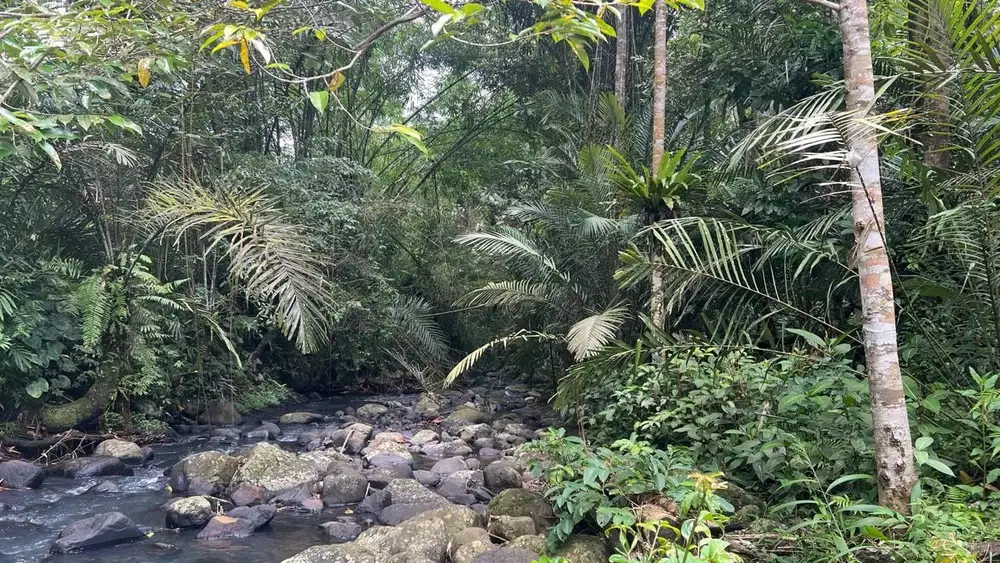 Di jual tanah kebun los sungai