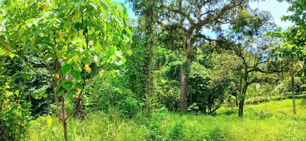 Disewakan tanah 2500 m2 dkt pantai Bonian Selemadeg Tabanan Bali