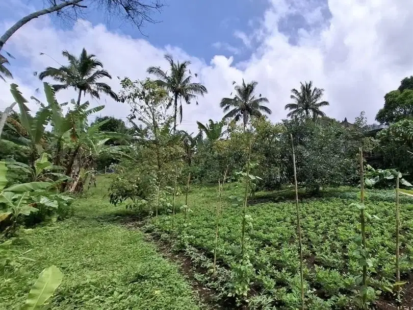 Tanah kebun view laut ketinggian 700mdpl luasan kecil