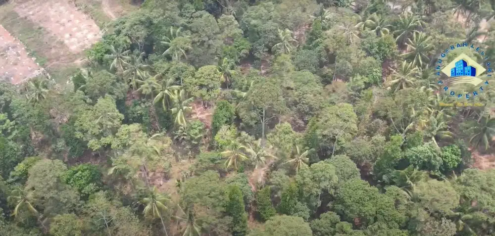 Jual Tanah Kebun Durian Di Desa Luwuk, Gunung Sari - Serang, Banten