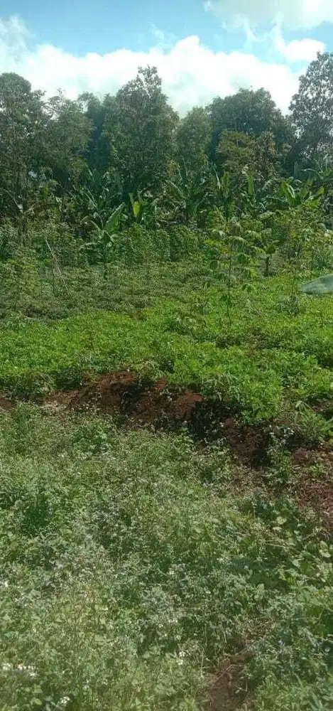 Dijual Tanah Daerah Sumedang Cocok Untuk Dibangun Cluster Perumahan