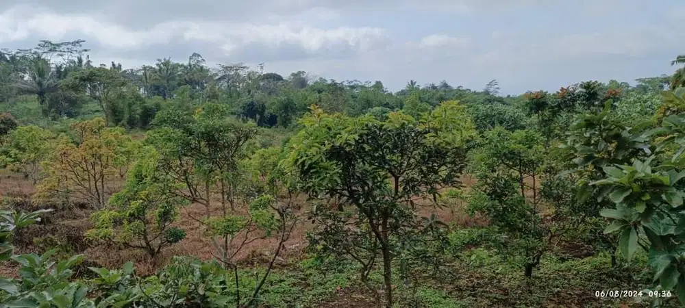 Tanah kebun Kelengkeng, durian, Alpukat Kutasari PurbalinggA