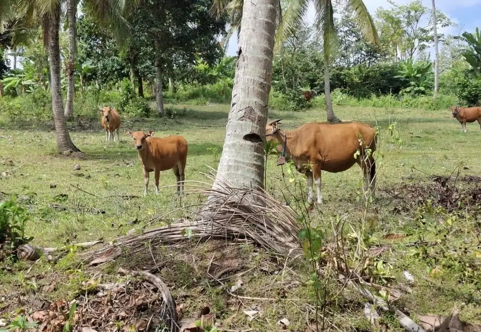 Dijual tanah kebun zona industri Bali