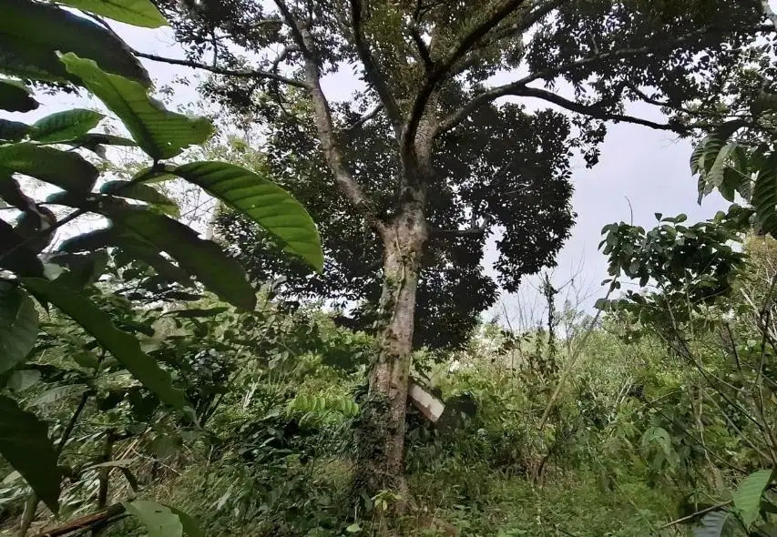 Kebun kopi subur view gunung watukau di tabanan