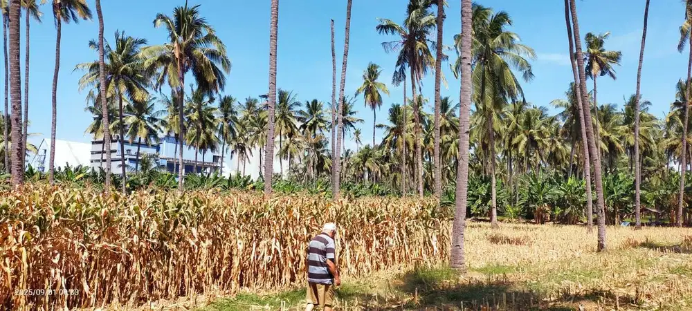 FOR SALE – LAHAN KEBUN TANJUNG BULUSAN, KALIPURO- BANYUWANGI