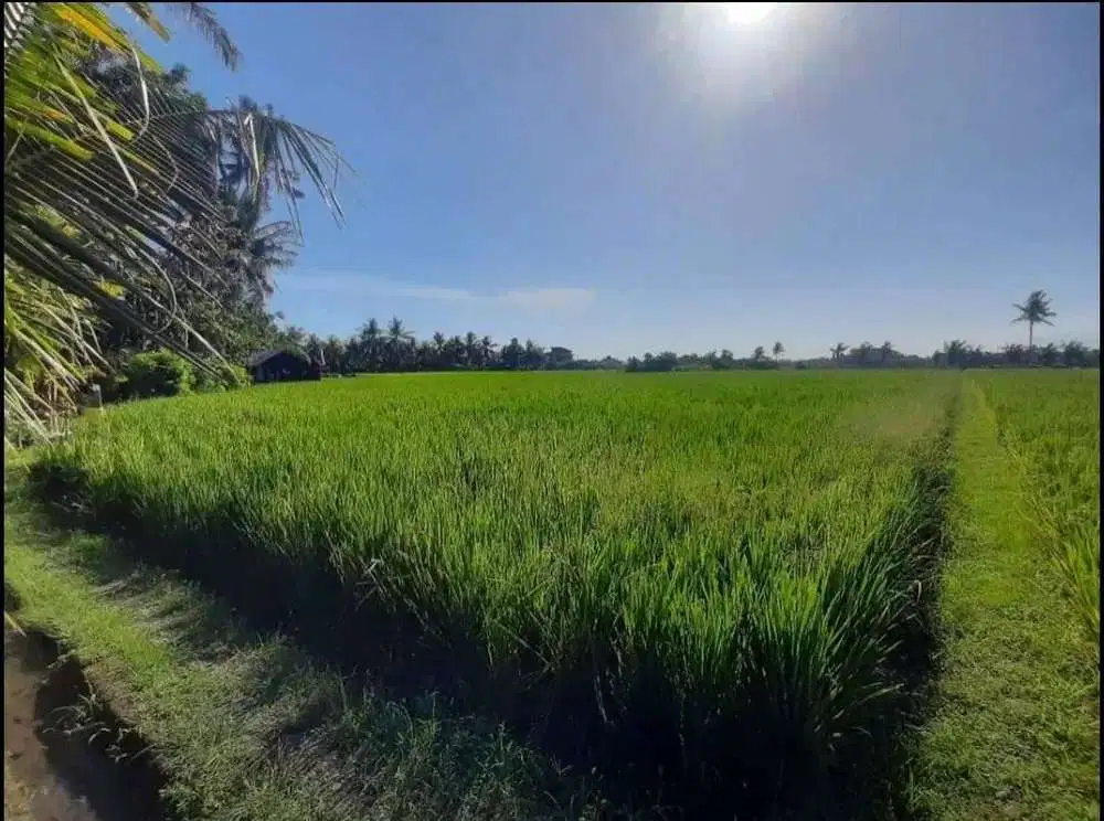 TANAH PROSPEK KEDEPAN SANGAT BAGUS TABANAN