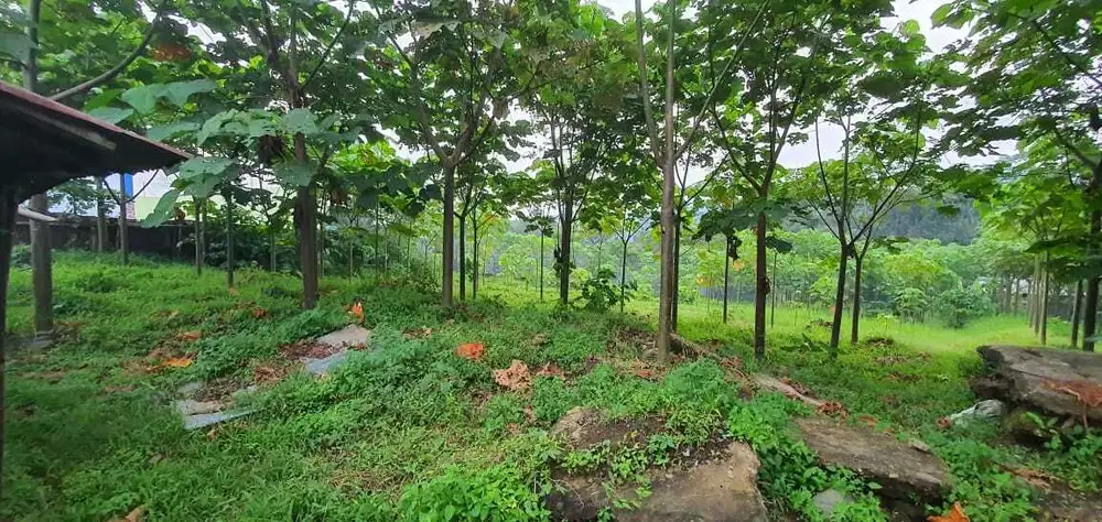 Dijual cepat dan murah tanah di SINGOMERTO SIGALUH BANJARNEGARA