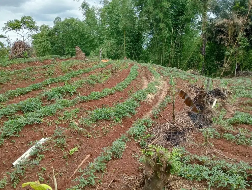 Dijual kavling sayap Parakan muncang Sumedang luas 1200m² SHM