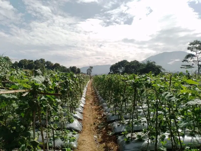 Di Jual Cepat Tanah Pinggir Jalan Besar Sukaraja Sukabumi