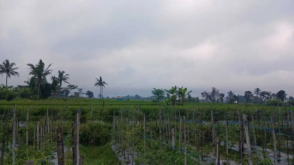 Jual Cepat Tanah SHMS di Sedayu Muntilan cocok u/perum,cluster