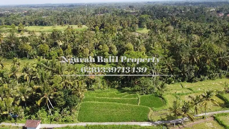 Land For Rent Luas Tanah 20  Are Pemandangan Sawah di pejeng