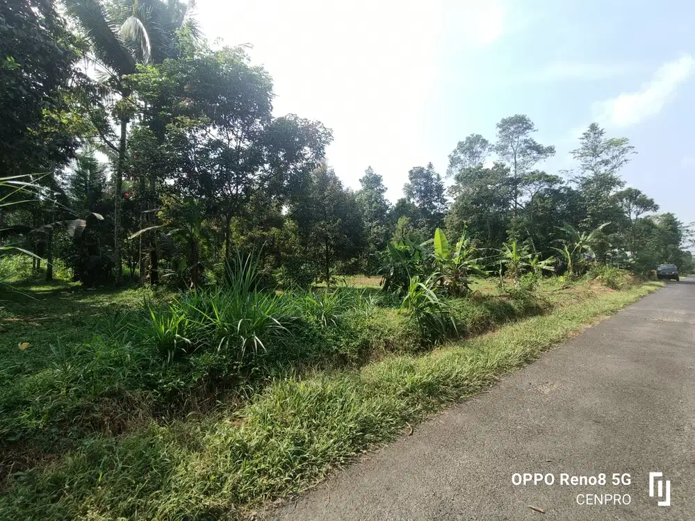 Tanah kebun nuansa pedesaan Sumbang banyumas
