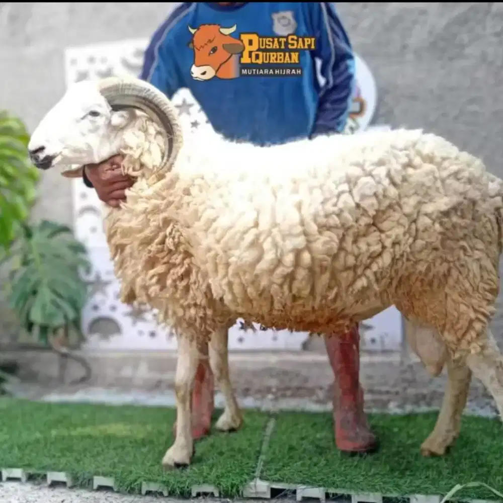 Domba Qurban Ready Stok Kirim Hidup Jabodetabek