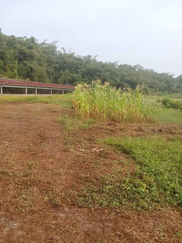 Tanah di Desa ciburuy,Lebak, rangkasbitung