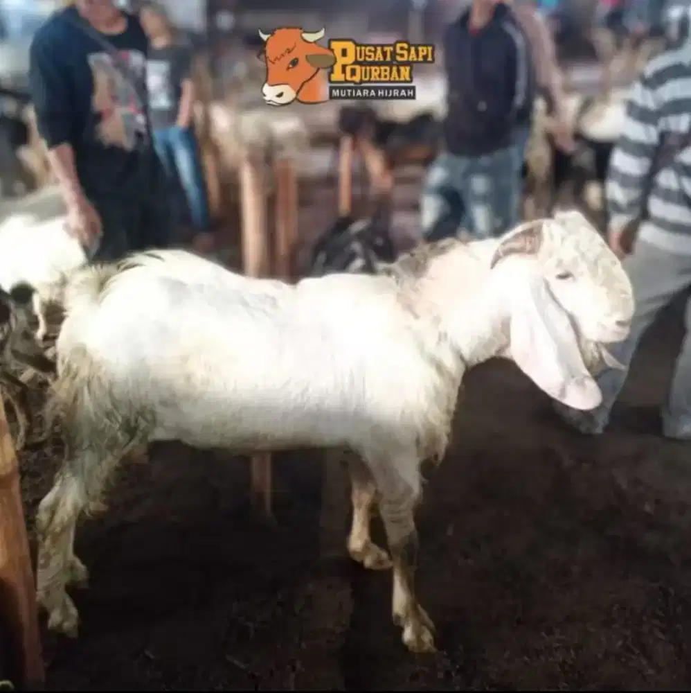 Kambing Qurban Kirim Hidup Jabodetabek