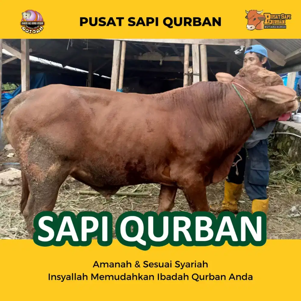 Sapi Qurban Limousin, pegon, bali, kupang dan ongole Po kirim Hidup