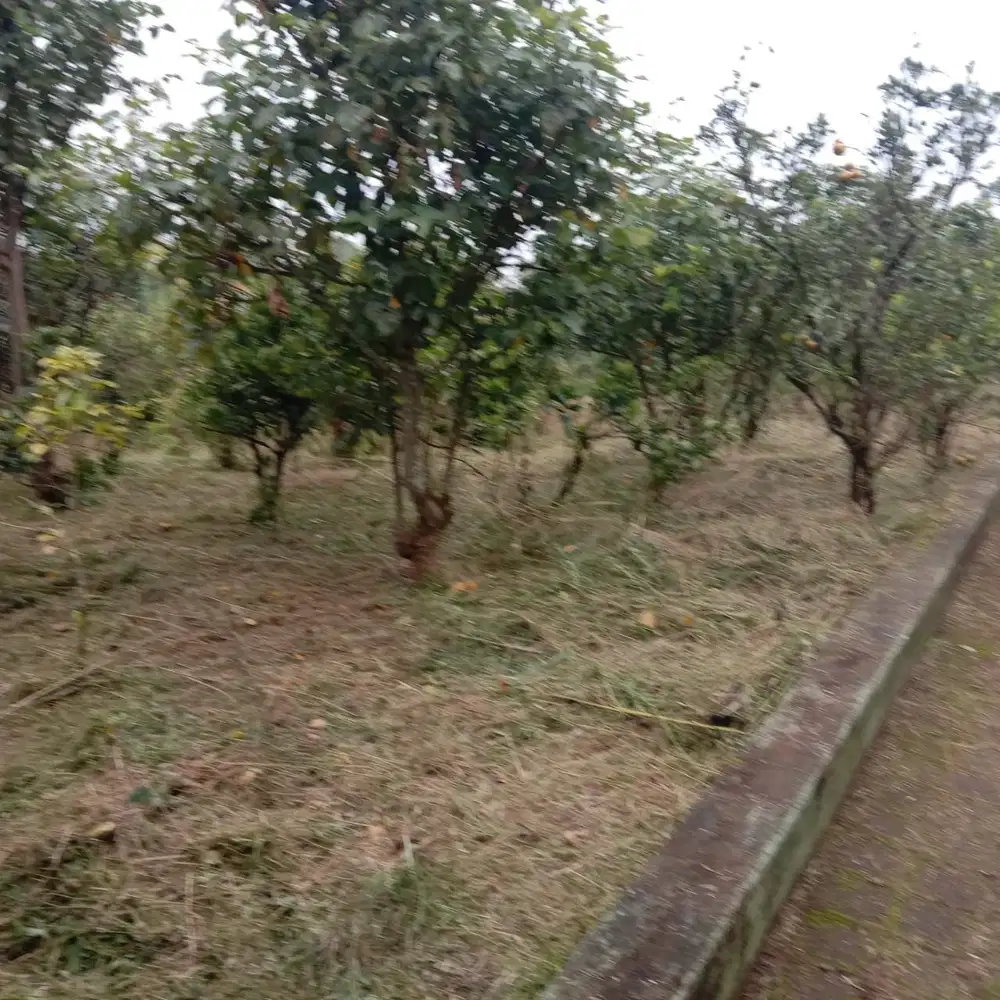 MURAH BU, Tanah Dijual Luas 2500 Kintamani Bangli Bali