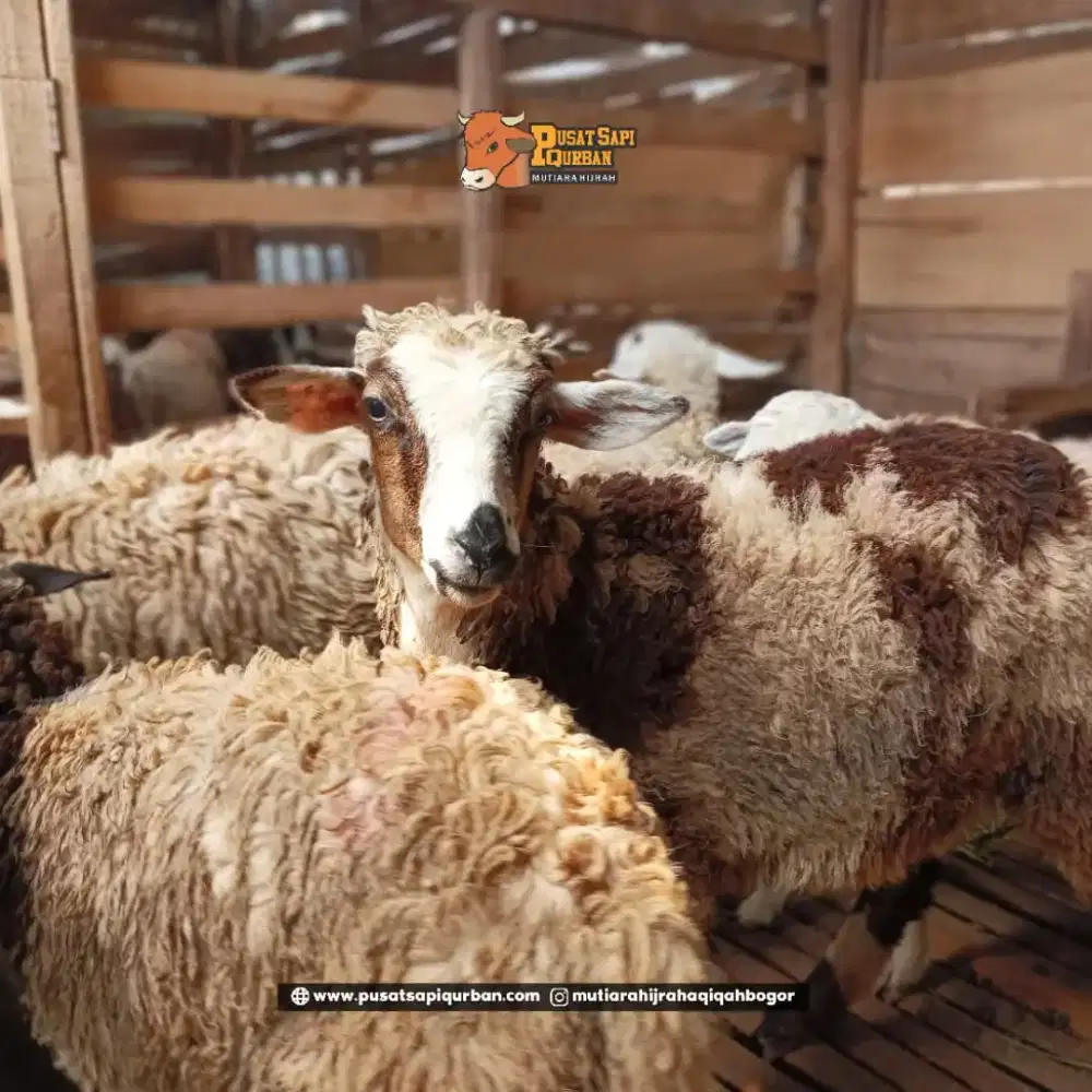 Kambing Qurban Domba Qurban stok