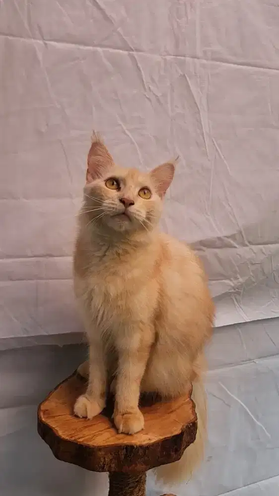 Kucing Mainecoon Pure Betina