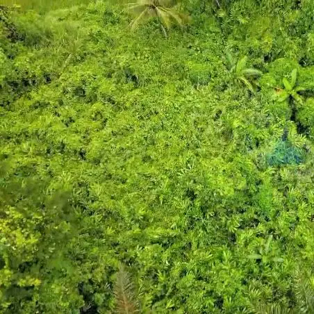 Jual Tanah Murah di Margamulya, Cileles, Lebak, Banten