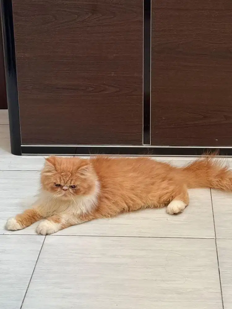 Kucing persia peaknose
