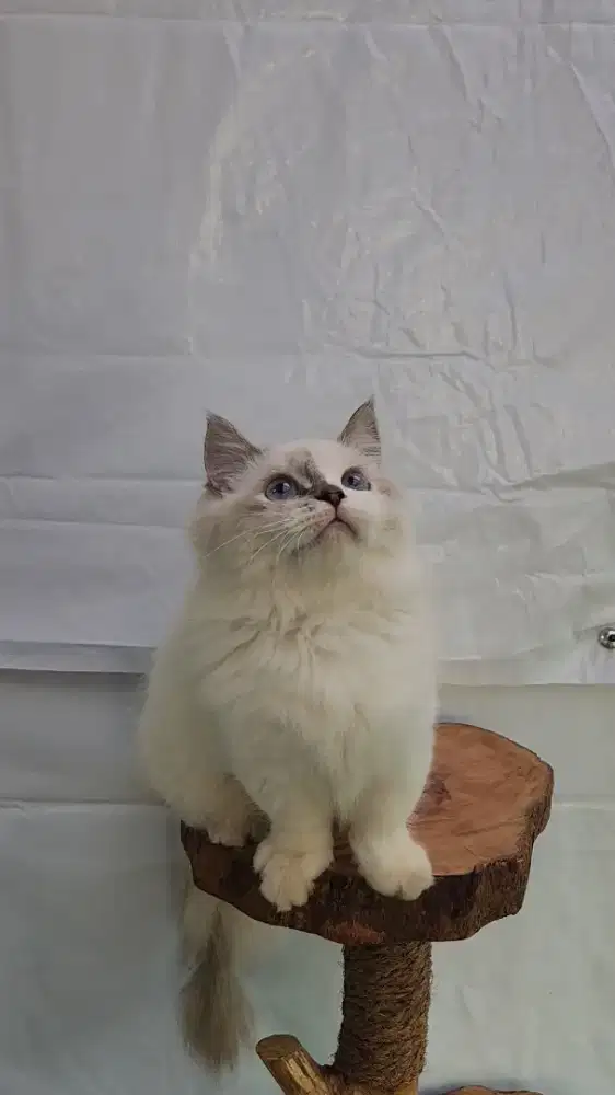 Kucing Munchkin Himalaya Jantan