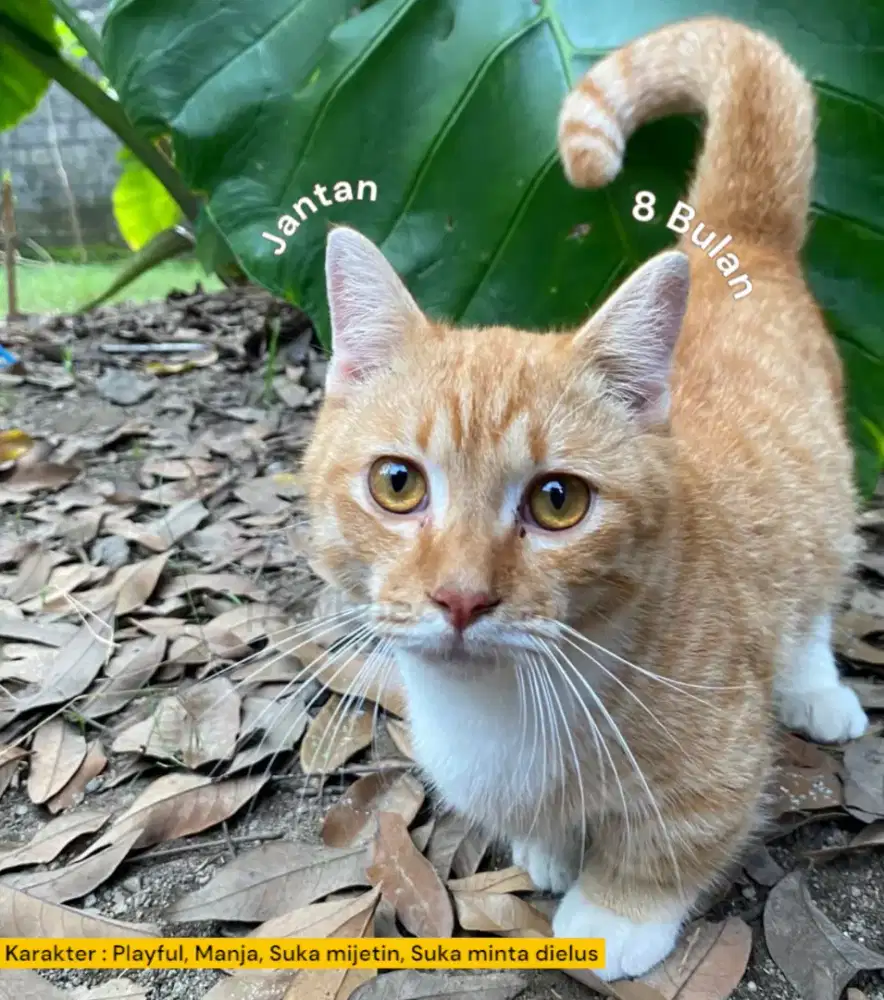 Kucing Munchkin Shorthair Red Tabby
