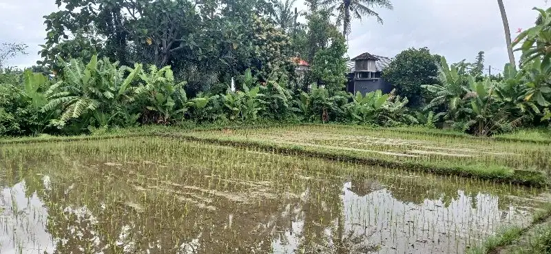 Disewakan tanah 20 are jl Ahmad Yani Utara Peguyangan Denpasar Bali