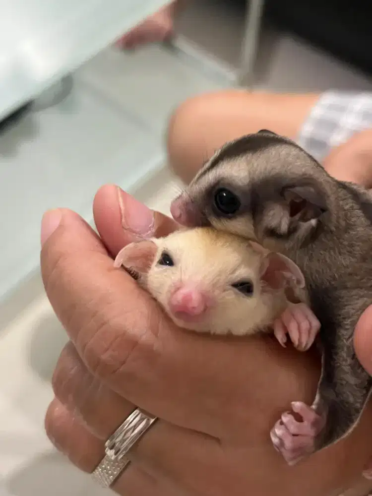 Sugar Glider Joey Classic Grey Jantan Het Leu Jinak Murah