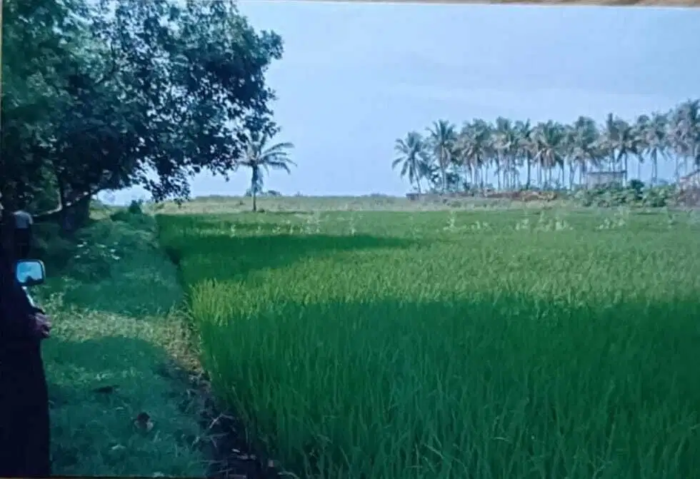 TANAH PINGGIR PANTAI PANIMBANGJAYA PANDEGLANG - (DN)